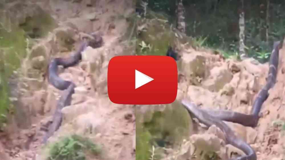 Viral Cobra Video